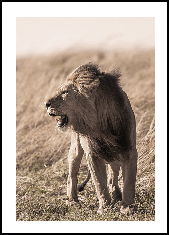 Lion In Profile Poster