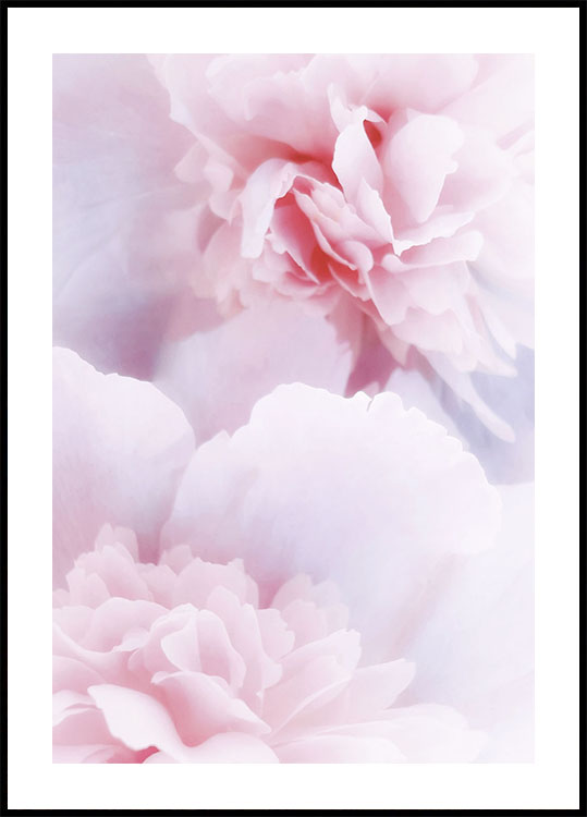 Pink Peonies Poster - Posterbox.art