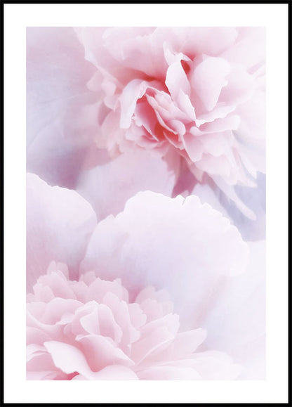 Pink Peonies Poster - Posterbox.art