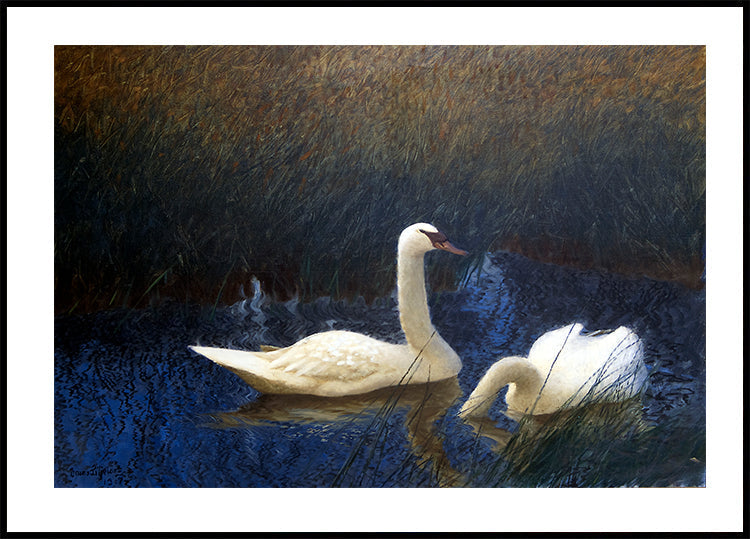 Swans in Tranquil Waters Poster - Posterbox.art
