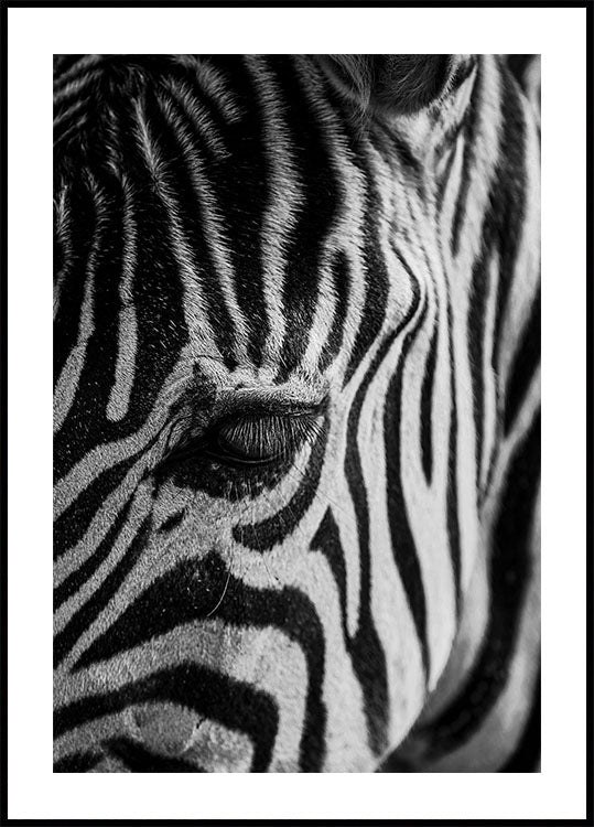 Zebra Eye Poster - Posterbox.art