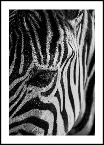 Zebra Eye Poster - Posterbox.art