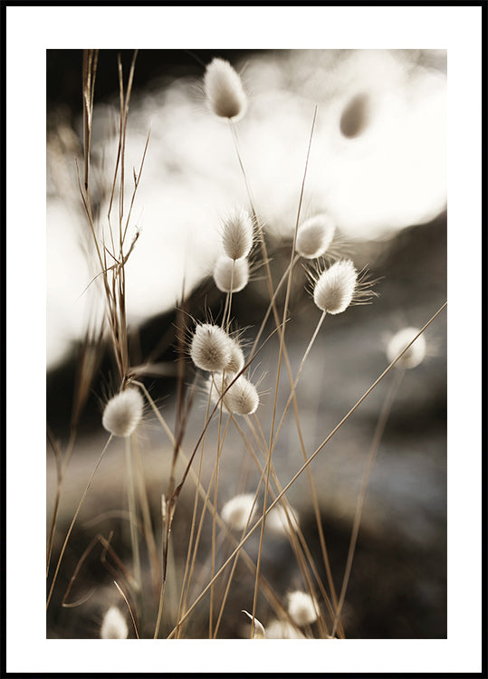 Grass In Sunlight Poster - Posterbox.art