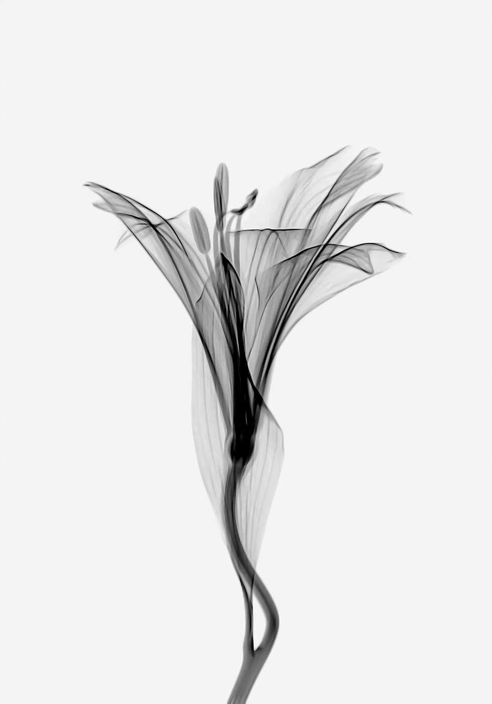 Elegant Lily Poster - Posterbox.art