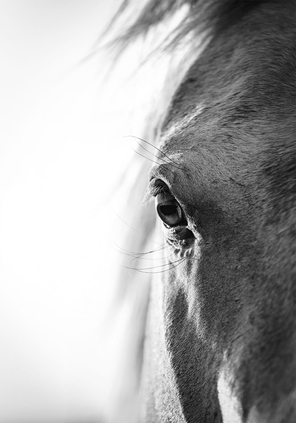 Horse Eye Poster - Posterbox.art