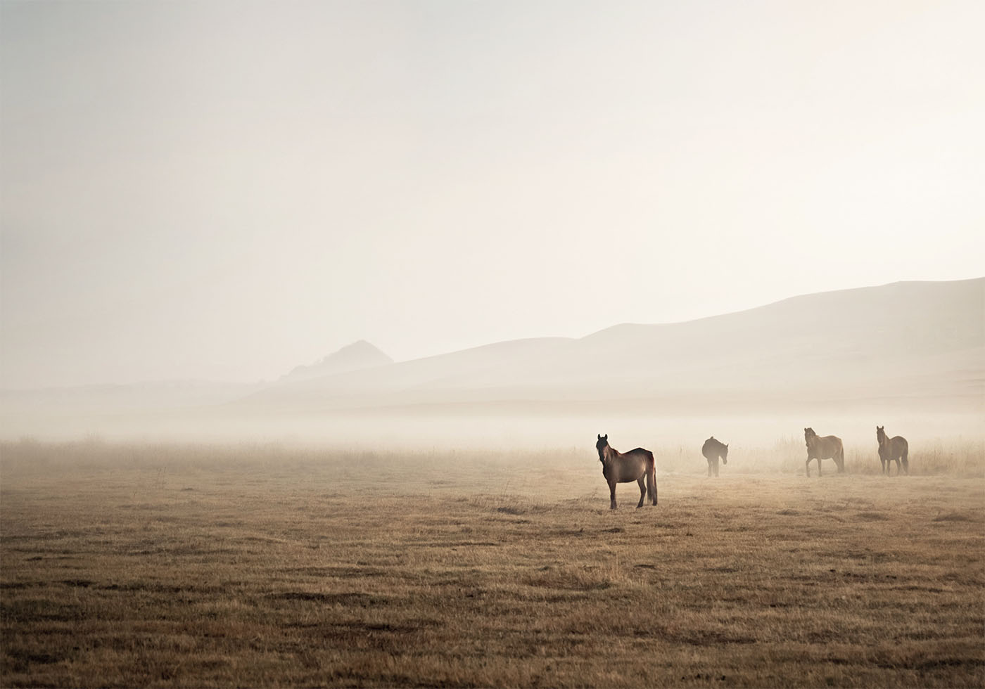 Horses in the Mist Poster - Posterbox.art