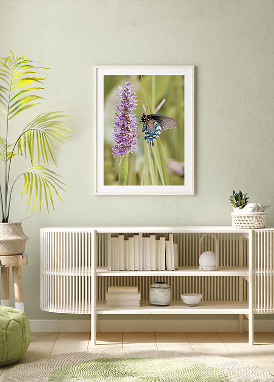 Butterfly on Lavender Bloom Poster