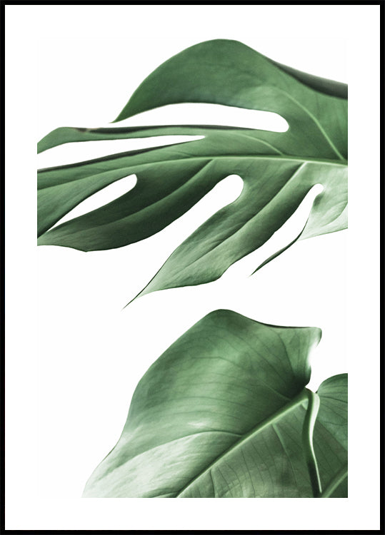 Monstera Plant Poster - Posterbox.art