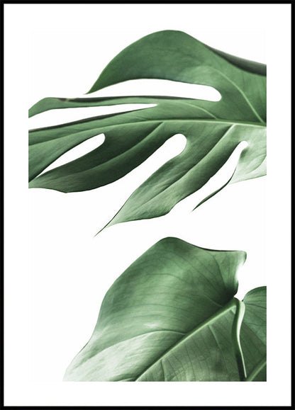 Monstera Plant Poster - Posterbox.art
