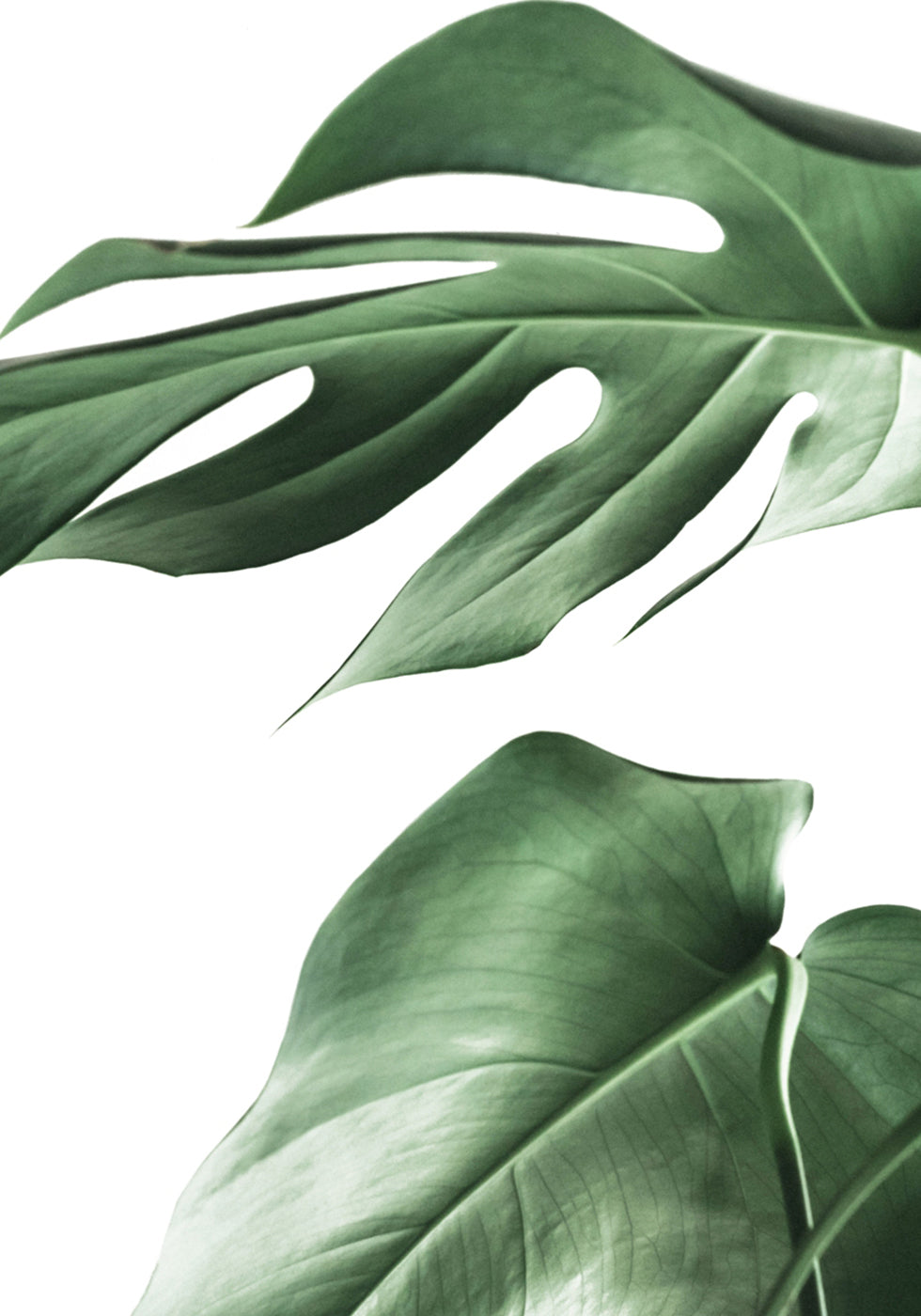 Monstera Plant Poster - Posterbox.art