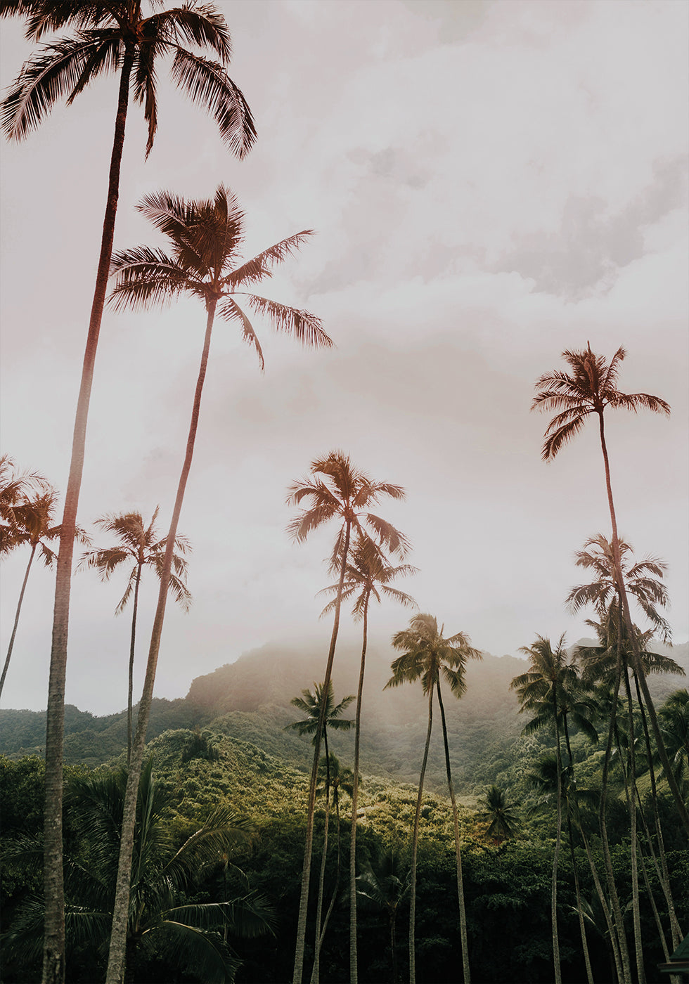 Palms and Mountain Poster