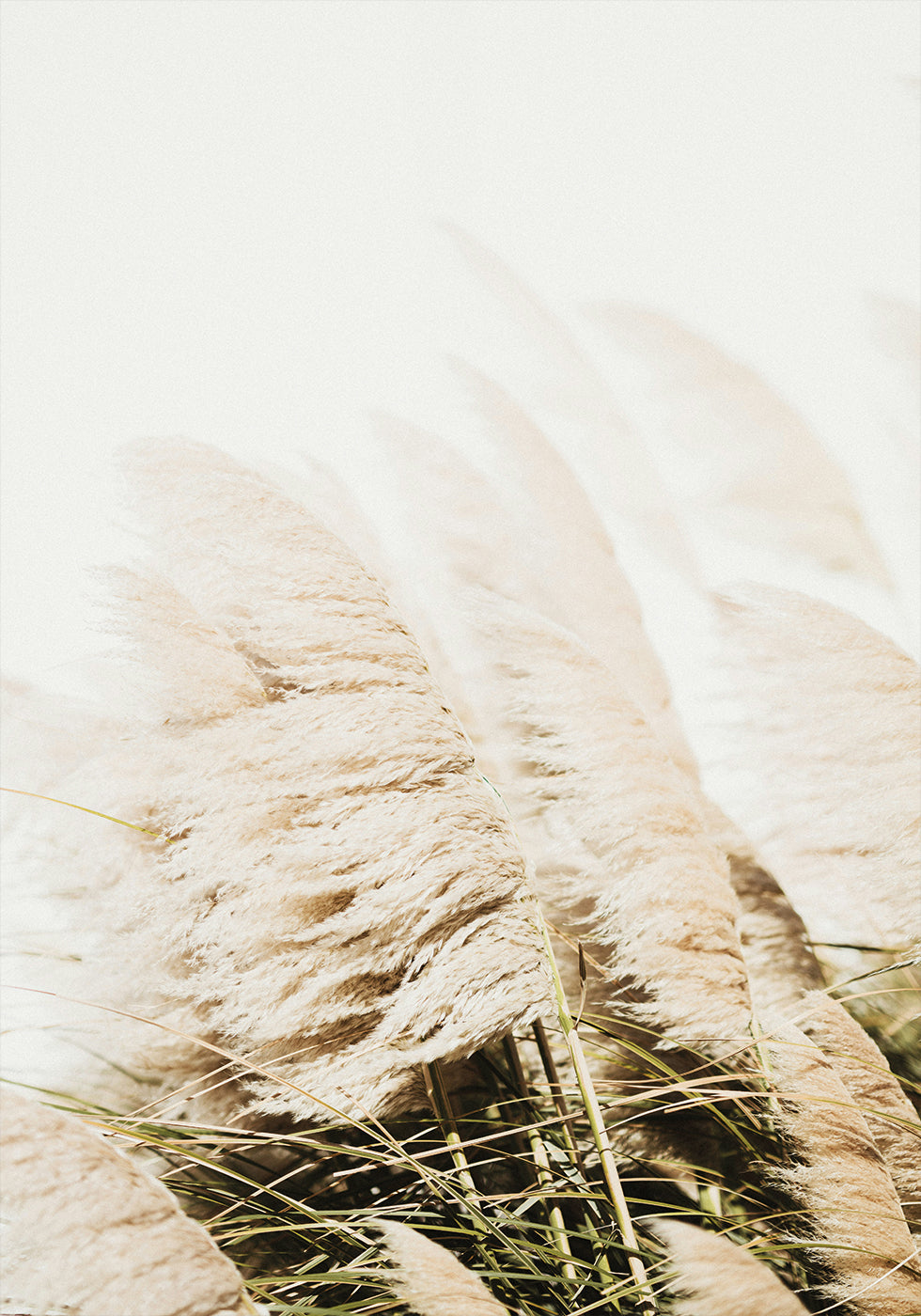 Pampas Grass Poster - Posterbox.art