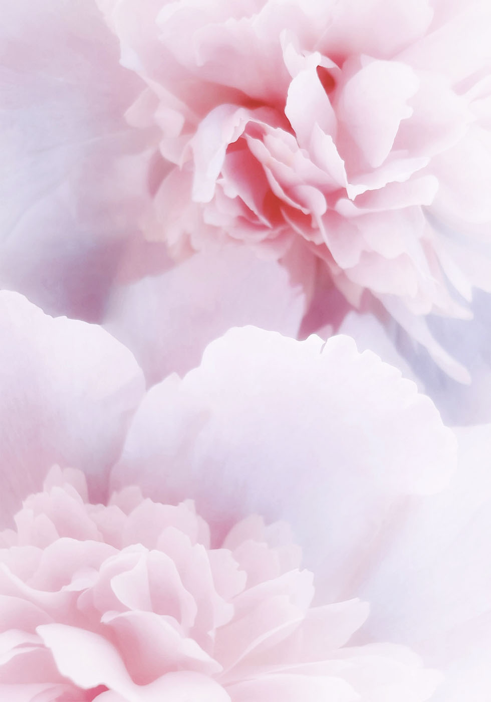 Pink Peonies Poster - Posterbox.art
